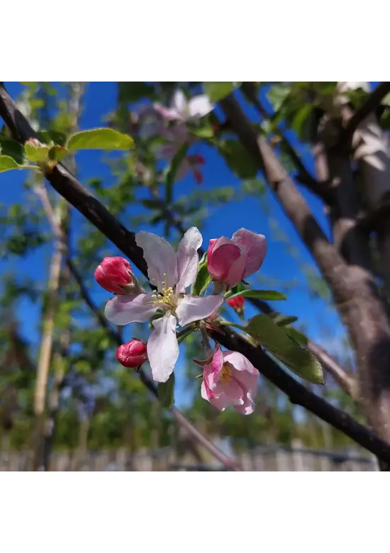 Apfelbaum 'Santana' | Malus domestica 'Santana'