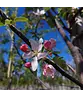 Apfelbaum 'Santana' | Malus domestica 'Santana'