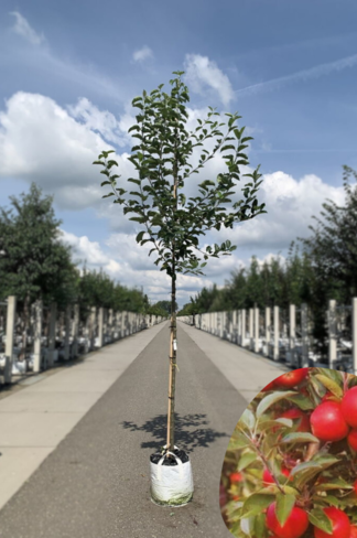 Apfelbaum 'Santana' | Malus domestica 'Santana'