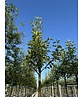 Apfelbaum 'Santana' | Malus domestica 'Santana'