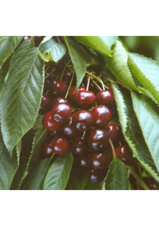 Süßkirsche 'Lapins' | Prunus avium 'Lapins'