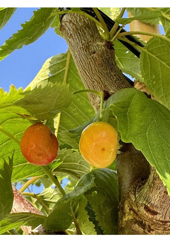 Süßkirsche 'Lapins' | Prunus avium 'Lapins'