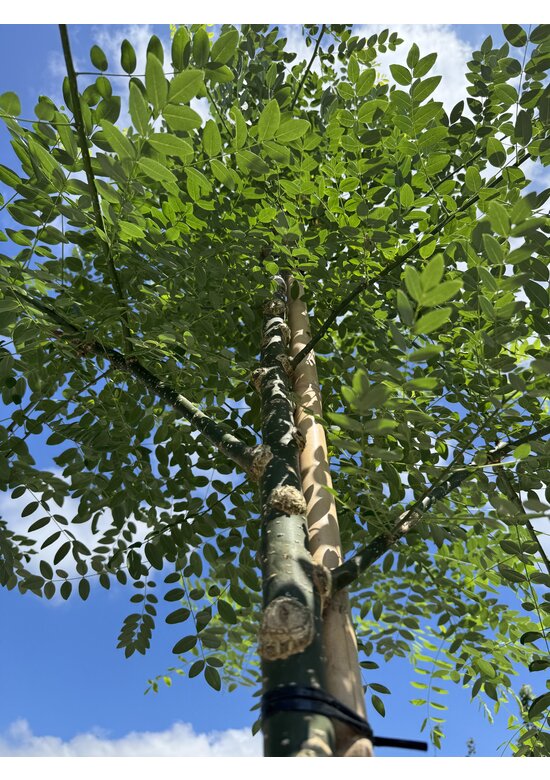 Schnurbaum, Honigbaum | Styphnolobium japonicum