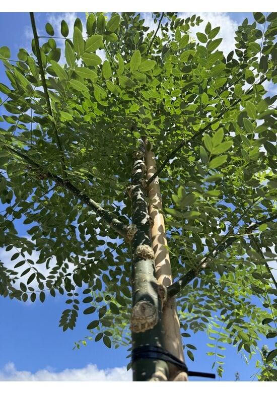 Schnurbaum, Honigbaum | Styphnolobium japonicum