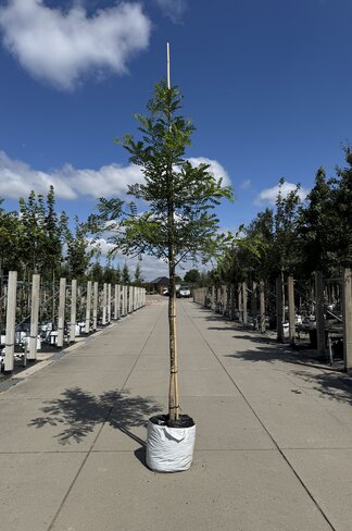 Schnurbaum, Honigbaum | Styphnolobium japonicum