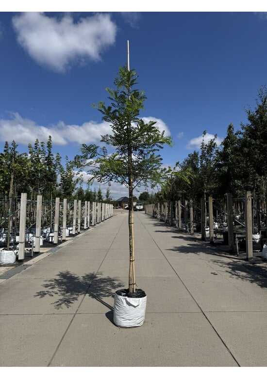 Schnurbaum, Honigbaum | Styphnolobium japonicum