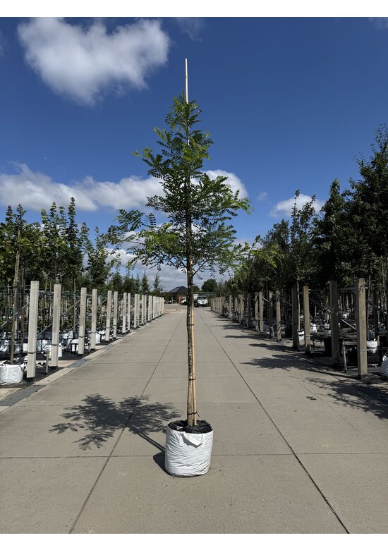 Schnurbaum, Honigbaum | Styphnolobium japonicum