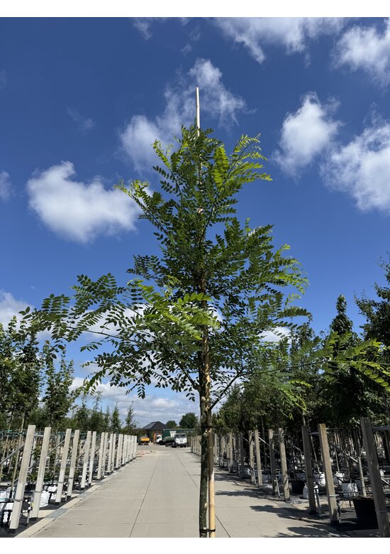 Schnurbaum, Honigbaum | Styphnolobium japonicum