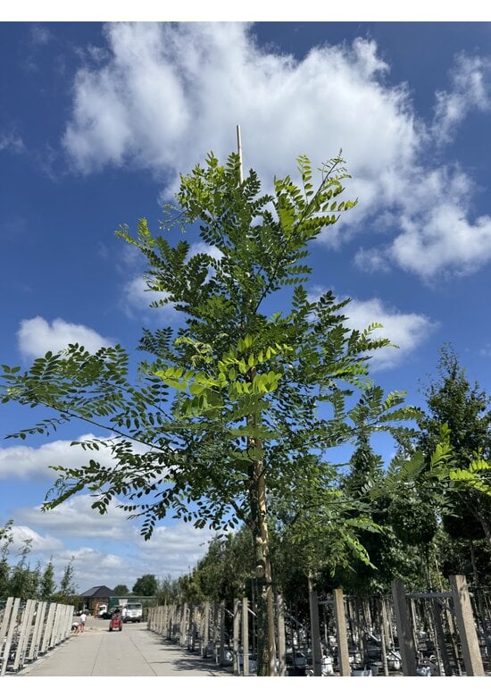Schnurbaum, Honigbaum | Styphnolobium japonicum
