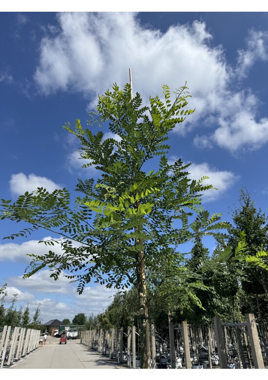 Schnurbaum, Honigbaum | Styphnolobium japonicum