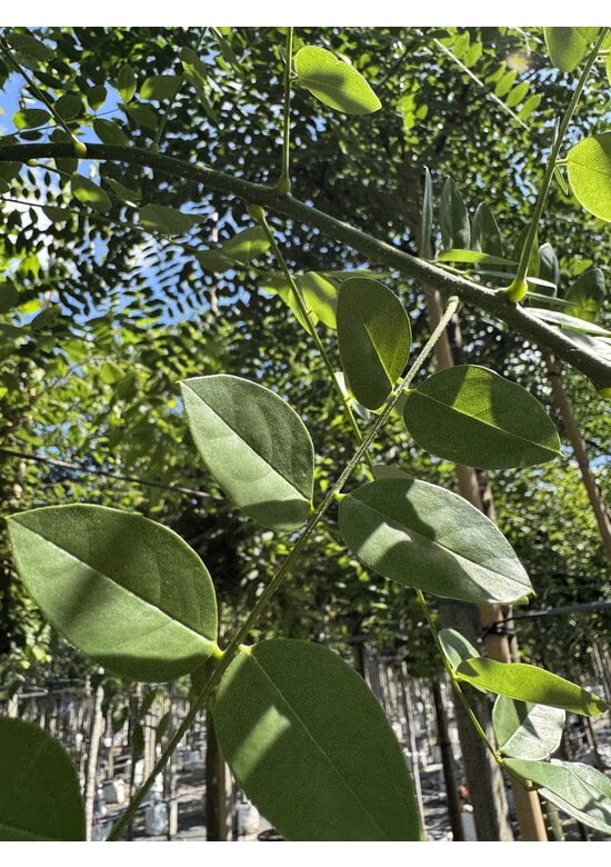 Schnurbaum, Honigbaum | Styphnolobium japonicum