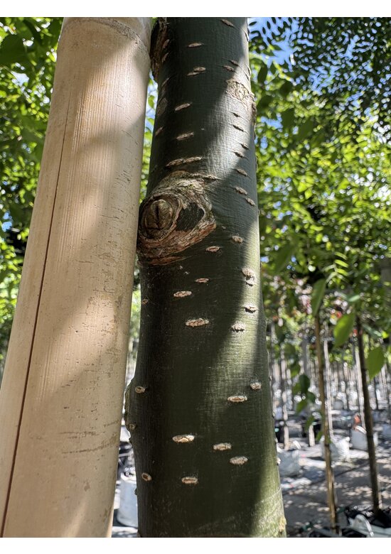 Schnurbaum, Honigbaum | Styphnolobium japonicum