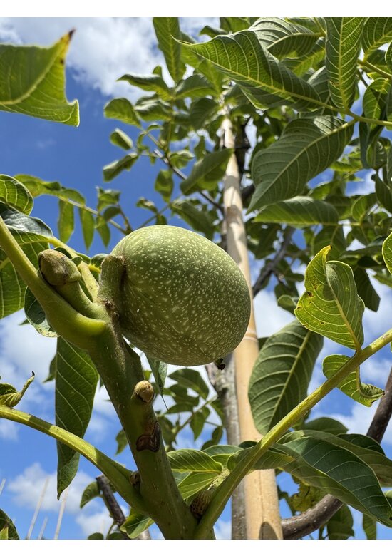 Wallnussbaum 'Nr 16' | Juglans regia 'Nr 16'
