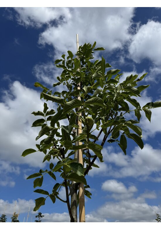 Walnussbaum 'Nr 16' | Juglans regia 'Nr 16'