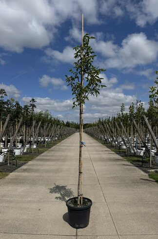 Wallnussbaum 'Nr 16' | Juglans regia 'Nr 16' Wallnussbaum 'Nr 16' | Juglans regia 'Nr 16'