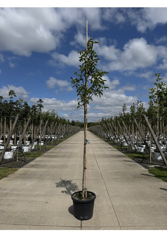 Wallnussbaum 'Nr 16' | Juglans regia 'Nr 16'