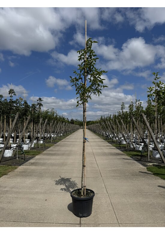 Wallnussbaum 'Nr 16' | Juglans regia 'Nr 16'