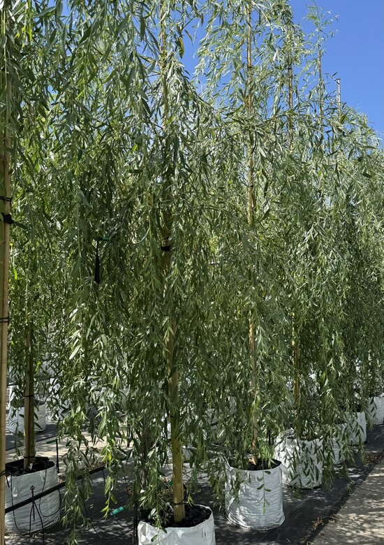 Trauerweide 'Chrysocoma' Kaufen | mit 3 Jahren Garantie - Venovi