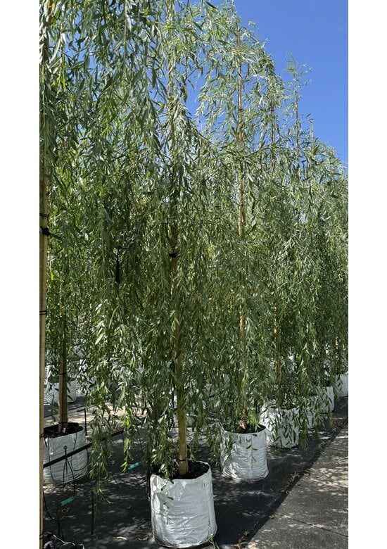Trauerweide  | Salix sepulcralis 'Chrysocoma'