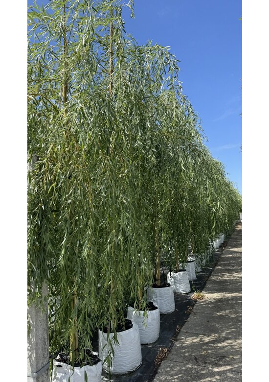 Trauerweide  | Salix sepulcralis 'Chrysocoma'