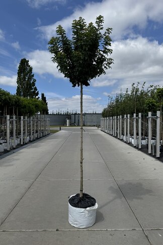 Kugel Feldahorn 'Annys Globe' | Acer campestre 'Annys Globe'