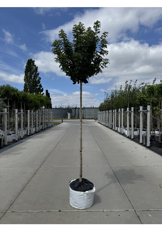 Kugel Feldahorn 'Annys Globe' | Acer campestre 'Annys Globe' Kugel Feldahorn 'Annys Globe' | Acer campestre 'Annys Globe'