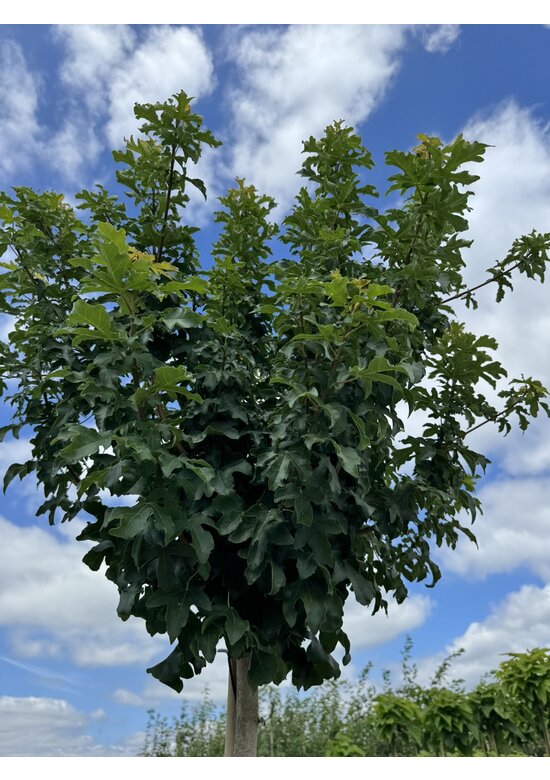 Kugel Feldahorn 'Annys Globe' | Acer campestre 'Annys Globe'