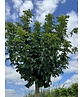 Kugel Feldahorn 'Annys Globe' | Acer campestre 'Annys Globe' Kugel Feldahorn 'Annys Globe' | Acer campestre 'Annys Globe'