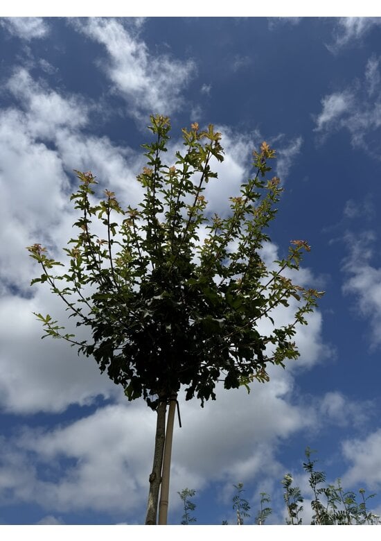 Kugel-Feldahorn 'Nanum' | Acer campestre 'Nanum'