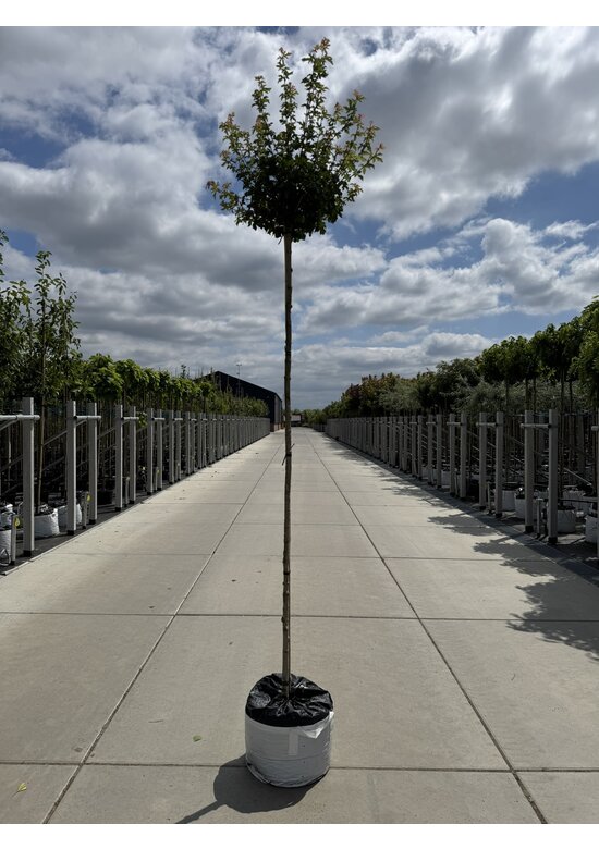 Kugel-Feldahorn 'Nanum' | Acer campestre 'Nanum'