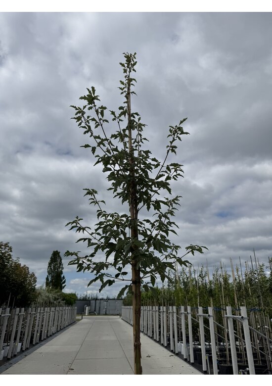 Zimt-Ahorn | Acer griseum Zimt-Ahorn | Acer griseum
