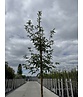 Zimt-Ahorn | Acer griseum Zimt-Ahorn | Acer griseum