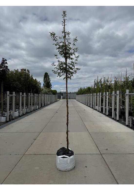 Zimt-Ahorn | Acer griseum Zimt-Ahorn | Acer griseum