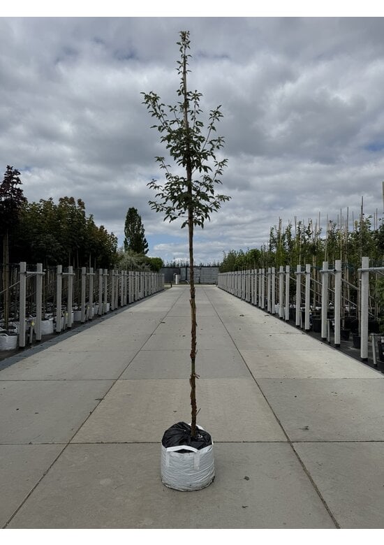 Zimt-Ahorn | Acer griseum