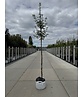Zimt-Ahorn | Acer griseum Zimt-Ahorn | Acer griseum