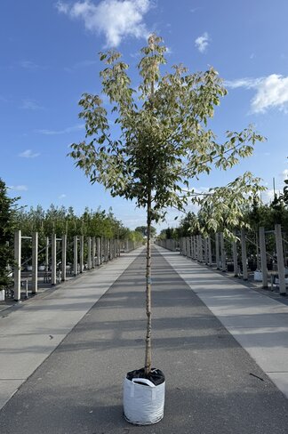 Eschen-Ahorn 'Flamingo' | Acer negundo 'Flamingo'