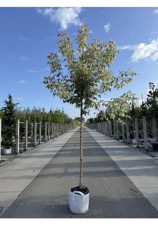 Eschen-Ahorn 'Flamingo' | Acer negundo 'Flamingo'