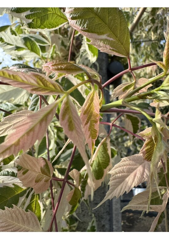 Eschen-Ahorn 'Flamingo' | Acer negundo 'Flamingo'