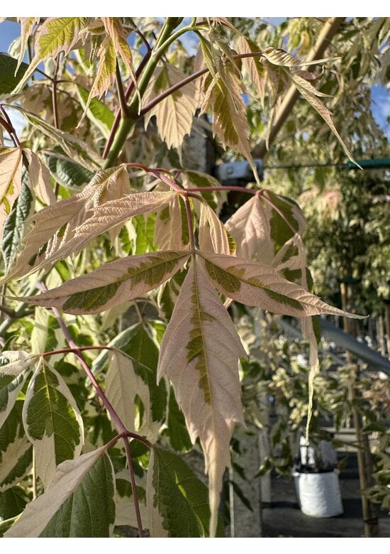 Eschen-Ahorn 'Flamingo' | Acer negundo 'Flamingo'