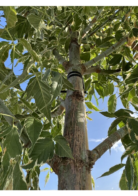 Eschen-Ahorn 'Flamingo' | Acer negundo 'Flamingo'