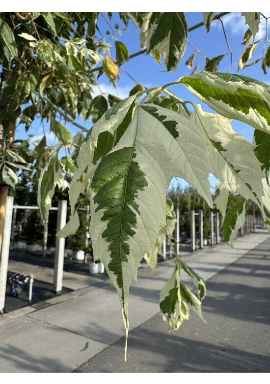 Eschen-Ahorn 'Flamingo' | Acer negundo 'Flamingo'