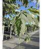 Eschen-Ahorn 'Flamingo' | Acer negundo 'Flamingo'