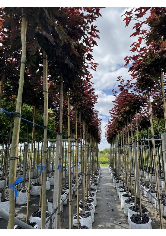 Roter Kugelahorn 'Crimson Sentry' | Acer platanoides 'Crimson Sentry'