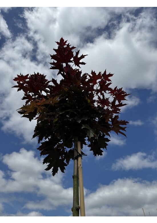 Roter Kugelahorn | Acer platanoides 'Crimson Sentry'