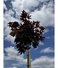 Roter Kugelahorn 'Crimson Sentry' | Acer platanoides 'Crimson Sentry'