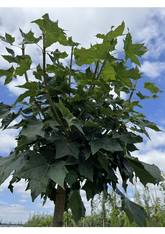 Kugelahorn 'Globosum' | Acer platanoides 'Globosum'