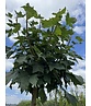 Kugelahorn 'Globosum' | Acer platanoides 'Globosum'