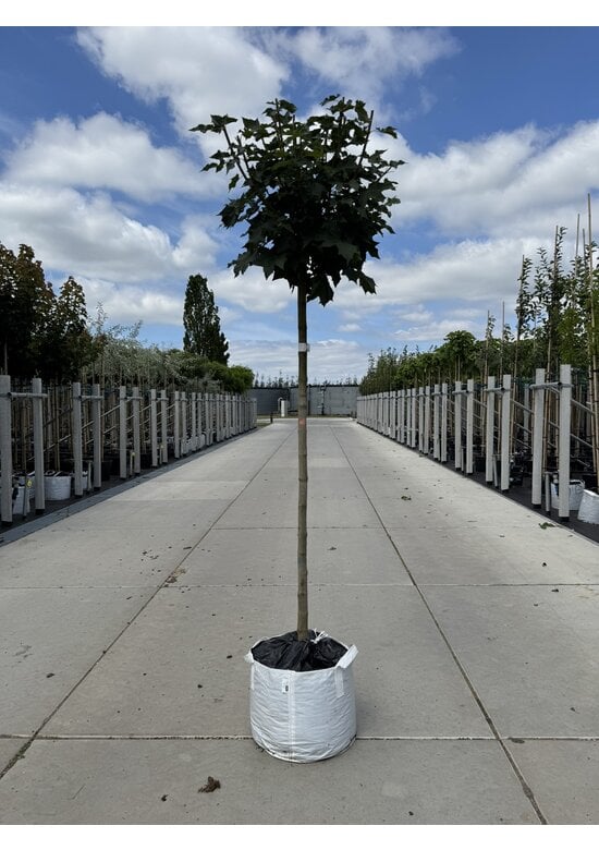 Kugelahorn 'Globosum' | Acer platanoides 'Globosum'