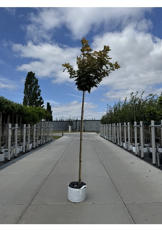 Kugel Berg-Ahorn 'Brilliantissimum' | Acer pseudoplatanus 'Brilliantissimum'