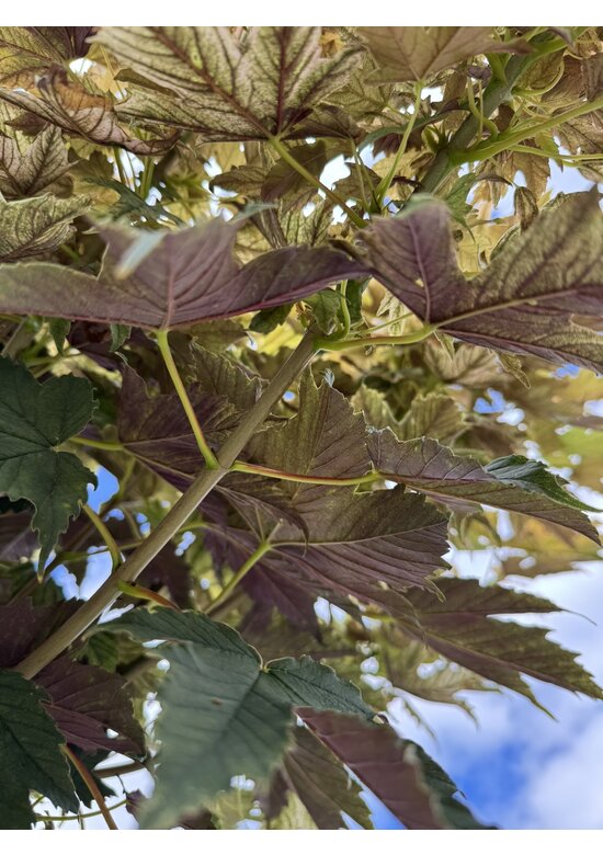 Kugel Berg-Ahorn 'Brilliantissimum' | Acer pseudoplatanus 'Brilliantissimum'